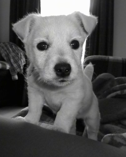 A black and white picture of a little white puppy with big black eyes and a black nose with her front paws up on the back of a couch