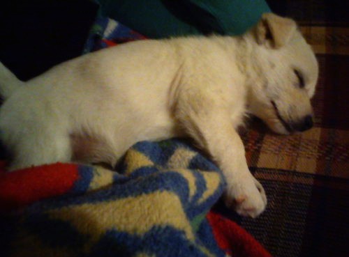 A small white puppy with  small v-shaped ears  and a black nose laying down on blankets sleeping