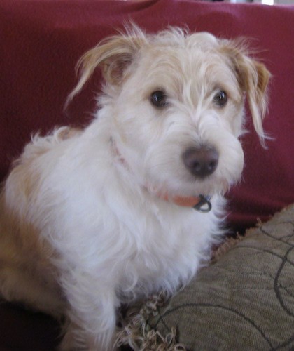 long haired jack russell mix