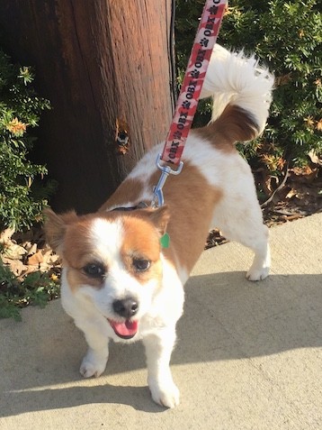 Looking down at a tan and white, short-legged dog with dark happy eyes, a black nose with a pink tongue showing standing on a sidewalk in the sun in front of a phone pole