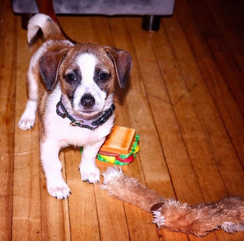 A little tricolor white, brown and black puppy with soft ears that hang to the sides, a black nose and dark eyes standing on a hardwood floor with a no-stuffing dog toy and a squeaky sandwich dog toy next to her.
