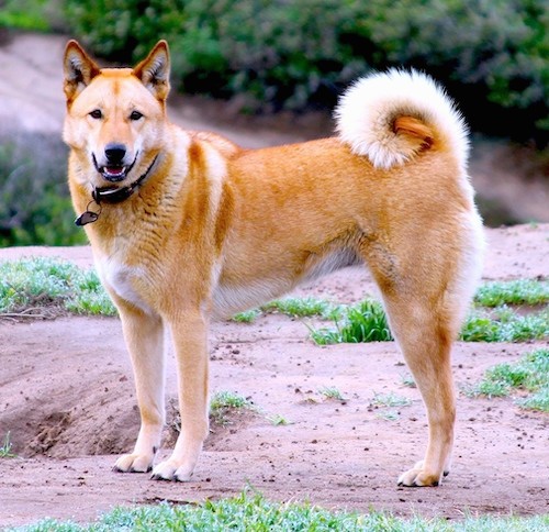 A large breed, reddish-tan dog with small prick years, dark eyes and a ring tail that curls up over her back standing outside.