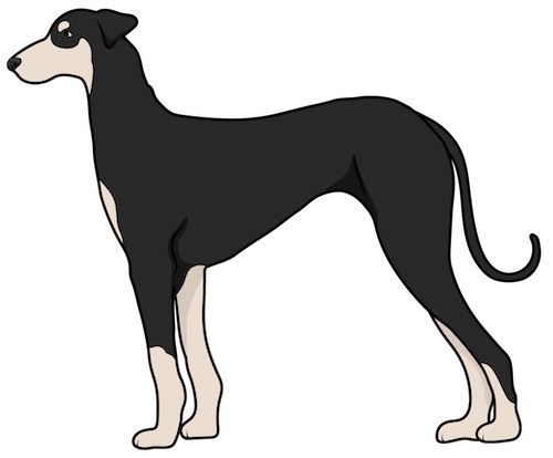 A tall, lean, long legged black and tan dog with a long tail, v-shaped fold over ears, a long muzzle, dark nose and dark eyes standing