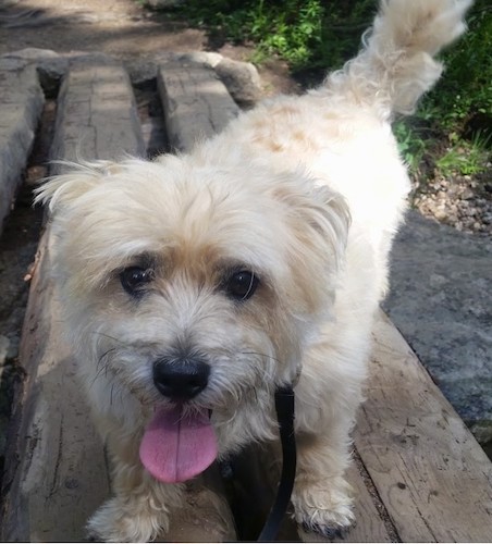 bichon frise terrier mix