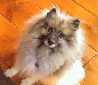 A fluffy little gray dog with small prick ears sitting down looking cute