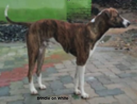 A large breed brown brindle dog with white tipped legs, tail, muzzle and on the back of his neck standing outside on a stone patio