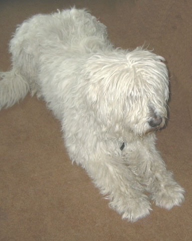 An extra large shagy long coated white dog laying down on a brown rug.