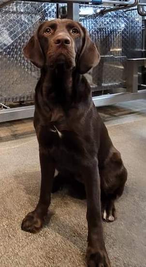 A chocolate colored dog with a brown nose, brown eyes and a white spot on her chest sitting down on a tan carpet