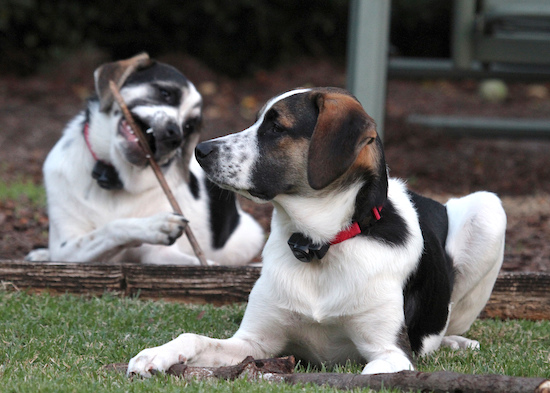 Two tricolor dogs laying down in the grass, one is chewing a stick and the other is looking to the left