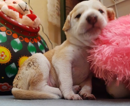 A little tan and white puppy with a corse thick coat and ectra skin, a boxy muzzle and large brown nose leaning against a pink plush toy.