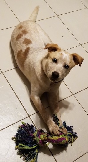 A white and orange-tan colored dog with a heart shape on his side, small fold over tan ears, dark eyes and a black nose laying down on a tan tiled floor with a rope toy in front of his front paws