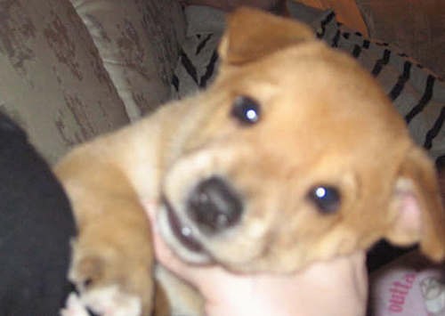 A small tan puppy with little v-shaped fold over ears, dark eyes, a black nose and black lips in the arms of a person who is sitting on a couch