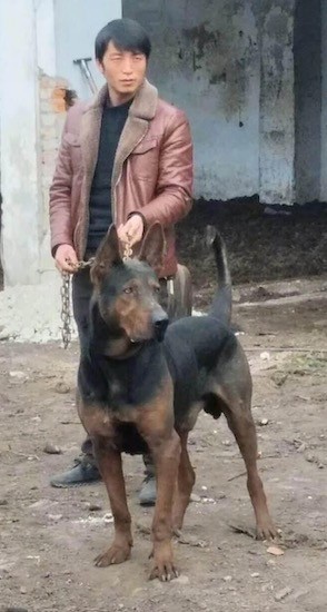 A black and tan large breed, muscular dog with a big head, large prick ears and a long tail standing outside in dirt while on a chain link leash that is being held by a man next to him