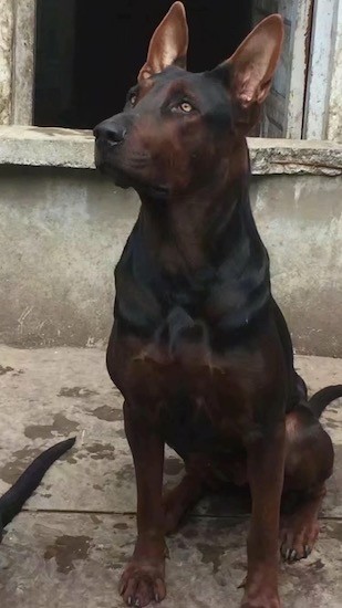 A large breed black and brown dog with a wide muscular chest and big prick ears that stand up sitting down in front of a concrete building outside