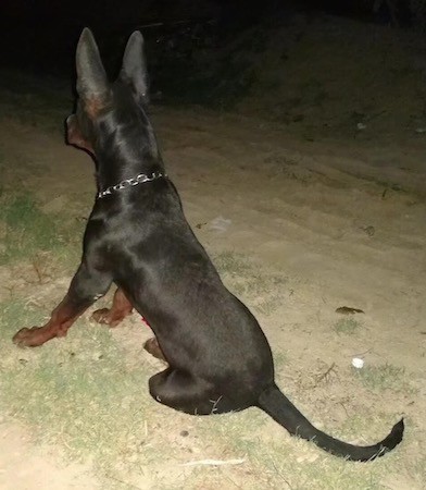 The back side of a black with brown large breed dog with very big ears that stand up to a point sitting down looking off into the darkness