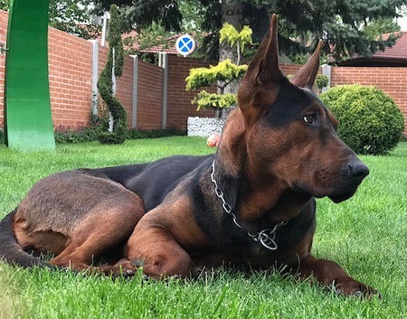 A large breed black and brown dog with large ears that stand up to a point, a long muzzle, a black nose and dark eyes wearing a chain link collar laying down in grass inside of a yard with brick fence-like walls