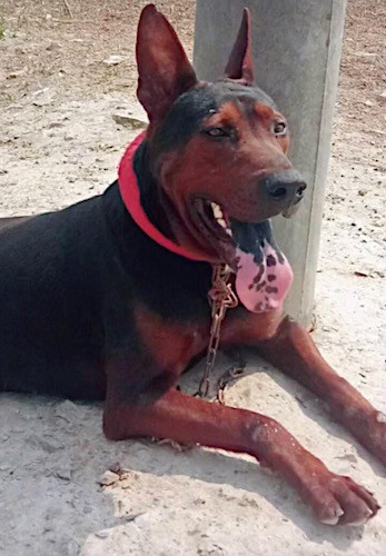 A large breed short coated, black and red dog with large prick ears, a big head wearing a red collar laying down in dirt with her black and pink tongue hanging out.