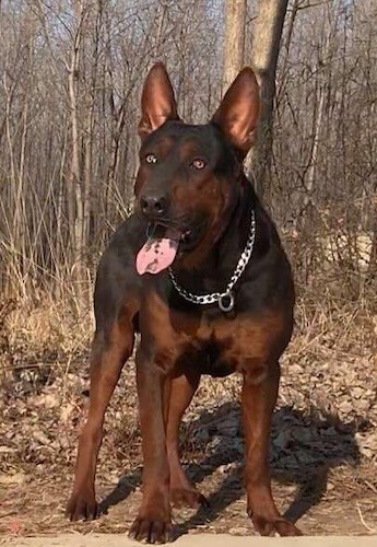 A large breed brown and black dog with golden yellow eyes and large ears that stand up to a point with a pink tongue that has black spots and patches on it standing outside on a dirt path in front of trees