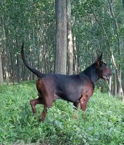 Side view of a black and dark brown dog with a large body and long tail walking in the tall weeds in the woods.