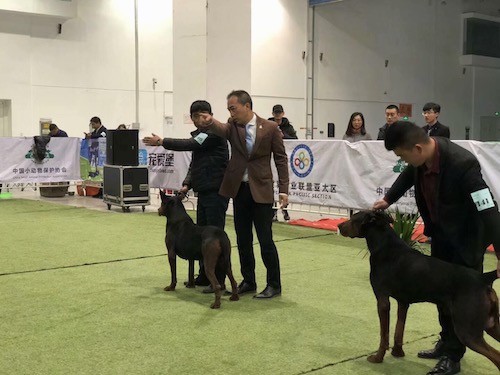 A show dog ring with men and their Laizhou dogs with a judge giving directions and bystanders watching