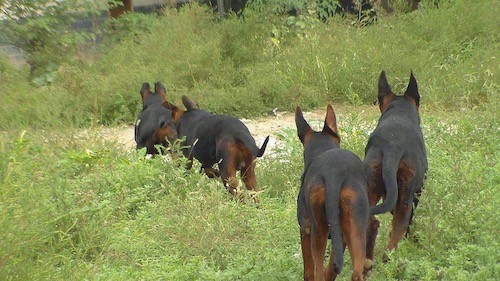 Four large breed black with reddish-brown dogs walking together in a pack through a field of tall plants