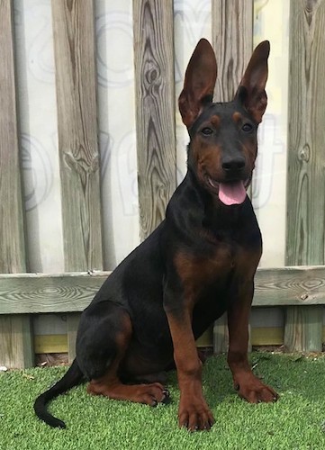 A large breed black and reddish brown puppy with very large stand up ears and dark almonds shaped eyes sitting down on fake grass in front of a wooden fence outside