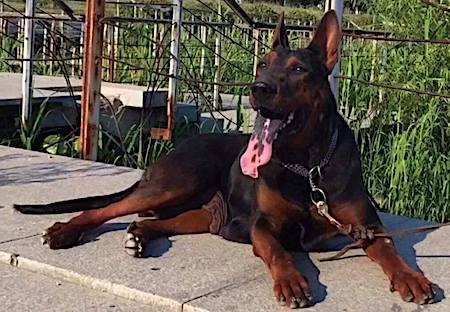 A large breed black with red dog with very large prick ears, a long muzzle, a pink tongue with black spots on it and a long tail laying down on cement in front of a wire fence