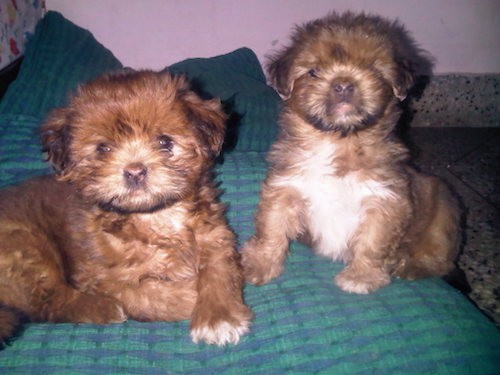 FileLhasa Apso shorter hair July 4th 2008jpg  Wikimedia Commons