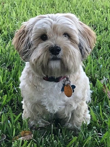 lhasa apso temperament intelligent