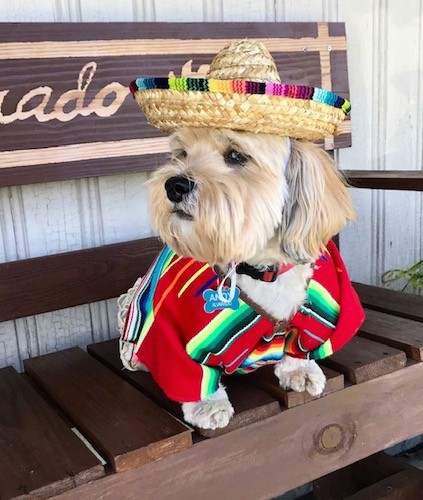 A little dog with a long tan coat wearing a Sombrero hat and a colorful serape while sitting on a bench looking to the left
