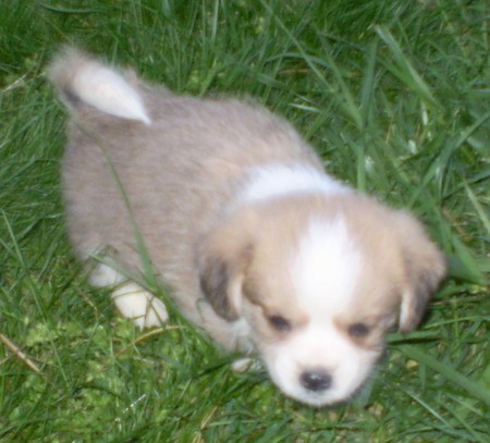 A small, plump, fluffy tan, white and black puppy with short legs walking across tall grass