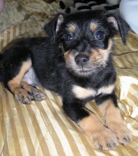 A small black with tan puppy with wide brown eyes laying down on a shiny, striped gold colored sheet