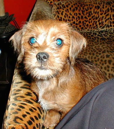 A scruffy little tan dog with ears that hang to the sides, a black nose and wide round eyes that are glowing green sitting down on a leopard couch