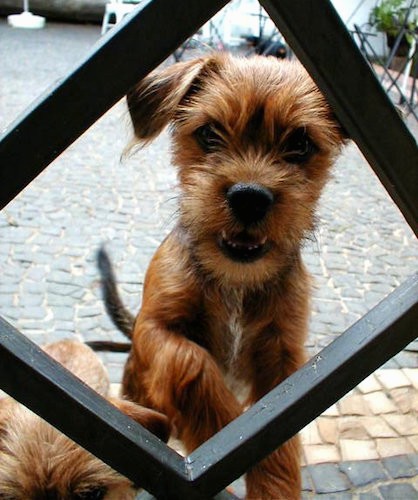 A small tan with black dog jumping up at a black metal fence looking through a hole that is shaped like a triangle