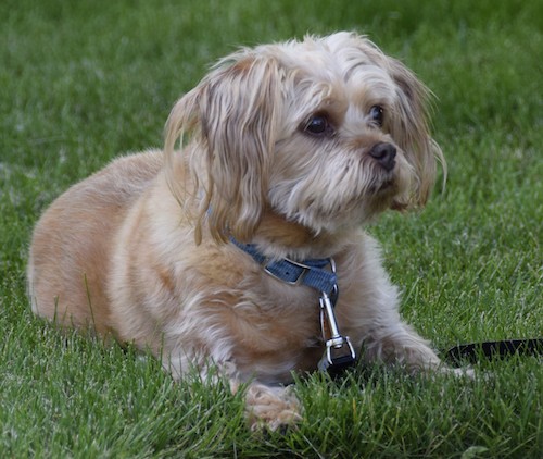 A thick coated, soft looking tan dog with longer hair on his head and hanging ears wearing a blue collar laying down in green grass