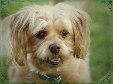 Close up head shot of a small tan dog with thick long hair coming from his ears, a black nose and dark eyes looking happy outside in grass