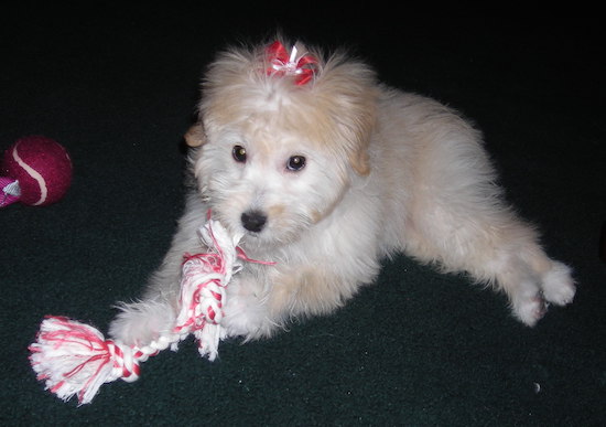 A tan and white soft, silky puppy with dark round eyes and a black nose laying down chewing a white and red rope toy with a red and white ribbon in her hair