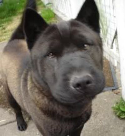 A black dog with a large head, small bat ears, a large black nose and a wrinkly face standing outside