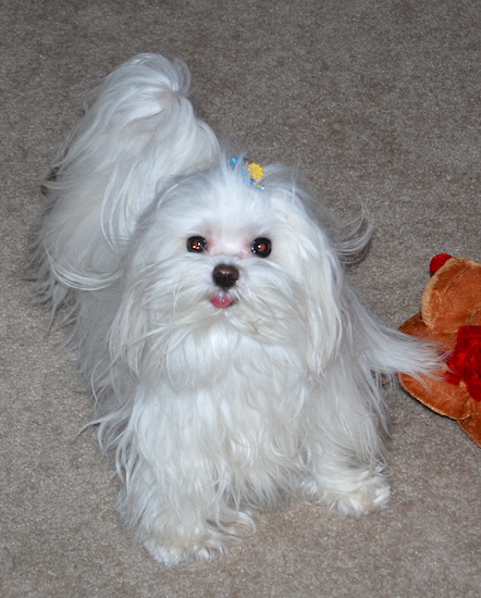 Maltese Dog Breed Information and Pictures