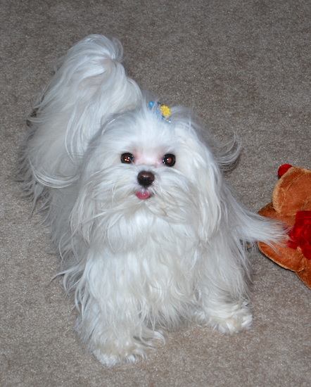 are maltese dogs easy to train