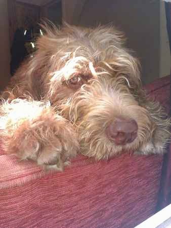 Close up head shot of a shaggy looking brown dog with long wavy hair all over him, brown eyes and a brown nose peering over the back of a red couch.