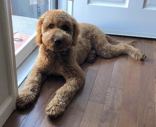 A brown, thick-coated, teddy-bear, soft-looking dog laying down on a hardwood floor.