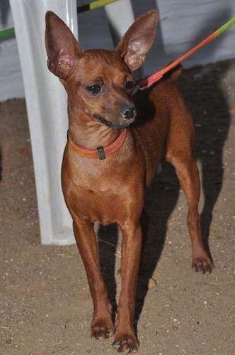 brown miniature pinscher