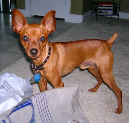 Miniature Pinscher Dog Breed Information And Pictures