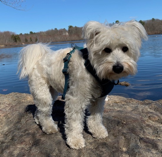A small soft coated white dog standing on a rock in front of a body of water