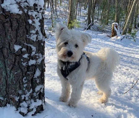 A small white fluffy dog standing in the snow next to a large tree.