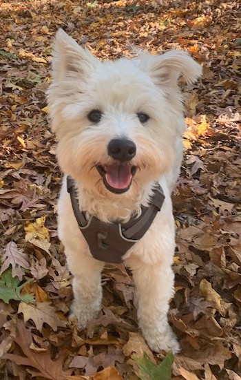A happy looking small white dog wearing a black harness standing in leaves with one ear up and one ear bent over