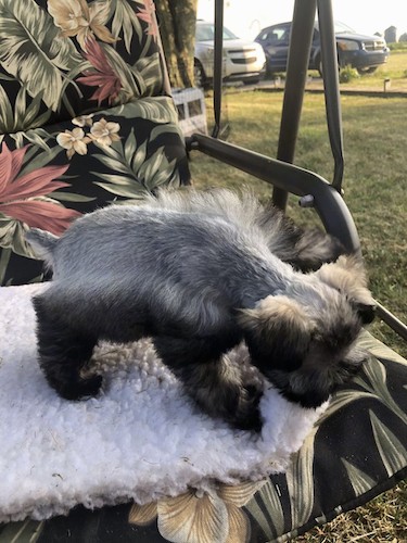 A little gray puppy with longer black hair on her face, undersides and ears standing on a lawn chair outside with cars in the distance