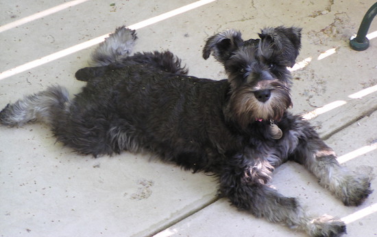 A medium-sized black dog with gray paws with ears that fold over at the tips laying down in a frog-leg pose.