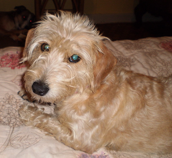 Front side view of a cream-colored, wavy-coated dog with short legs, a black nose and round eyes laying down.